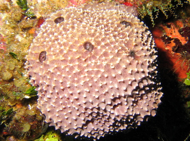 Stinker Sponge - Ircinia felix - Turks and Caicos