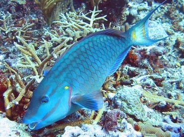 Stoplight Parrotfish - Sparisoma viride - Grand Cayman