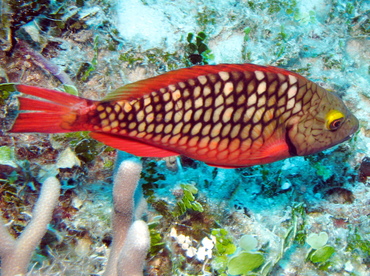 Stoplight Parrotfish - Sparisoma viride - Nassau, Bahamas