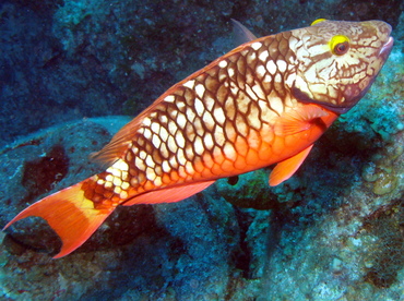 Stoplight Parrotfish - Sparisoma viride - Grand Cayman