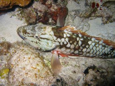 Stoplight Parrotfish - Sparisoma viride - Cozumel, Mexico