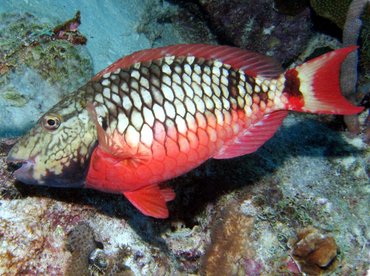 Stoplight Parrotfish - Sparisoma viride - Bonaire