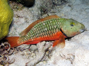 Stoplight Parrotfish - Sparisoma viride - Bonaire