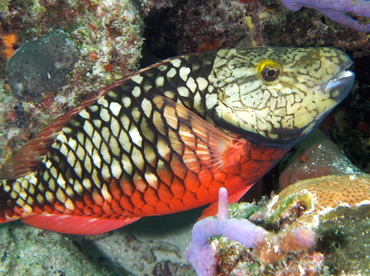 Stoplight Parrotfish - Sparisoma viride - The Exumas, Bahamas