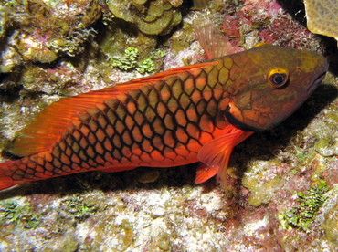 Stoplight Parrotfish - Sparisoma viride - Grand Cayman