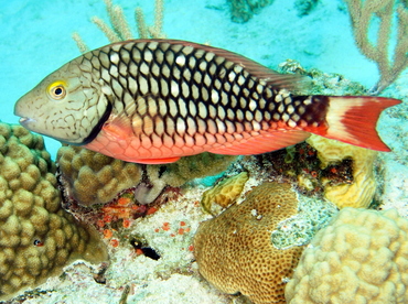 Stoplight Parrotfish - Sparisoma viride - The Exumas, Bahamas