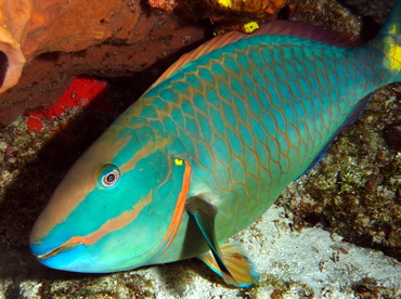 Stoplight Parrotfish - Sparisoma viride - Cozumel, Mexico