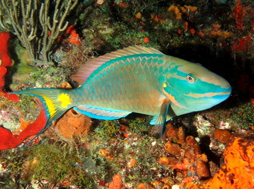 Stoplight Parrotfish - Sparisoma viride - Palm Beach, Florida