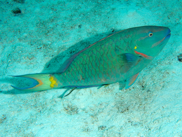 Stoplight Parrotfish - Sparisoma viride - Cozumel, Mexico