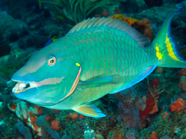 Stoplight Parrotfish - Sparisoma viride - Palm Beach, Florida