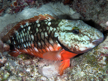 Stoplight Parrotfish - Sparisoma viride - Bonaire