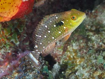 Stoplight Parrotfish - Sparisoma viride - British Virgin Islands