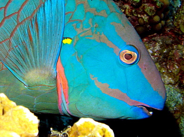 Stoplight Parrotfish - Sparisoma viride - Grand Cayman