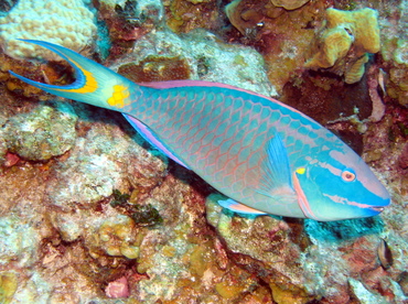 Stoplight Parrotfish - Sparisoma viride - Grand Cayman