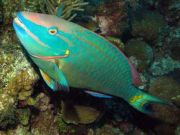 Stoplight Parrotfish - Sparisoma viride - Grand Cayman