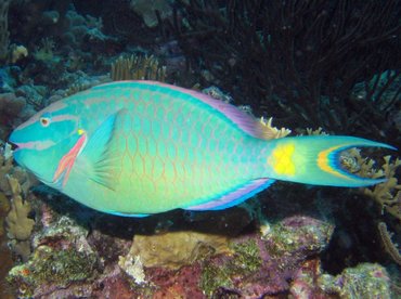 Stoplight Parrotfish - Sparisoma viride - Bonaire