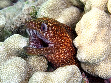 Stout Moray Eel - Gymnothorax eurostus - Big Island, Hawaii