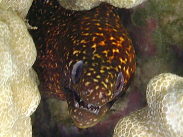 Stout Moray Eel - Gymnothorax eurostus - Big Island, Hawaii