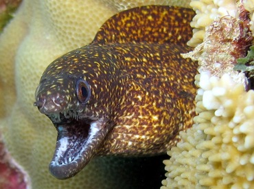 Stout Moray Eel - Gymnothorax eurostus - Maui, Hawaii