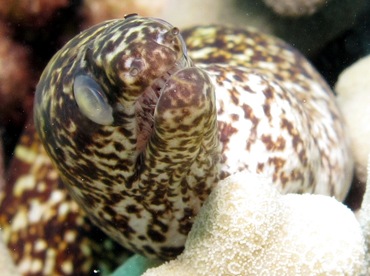 Stout Moray Eel - Gymnothorax eurostus - Maui, Hawaii