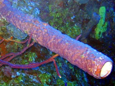 Stove-Pipe Sponge - Aplysina archeri - Turks and Caicos