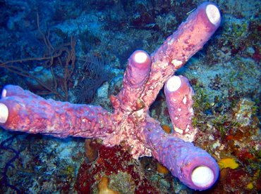 Stove-Pipe Sponge - Aplysina archeri - Nassau, Bahamas
