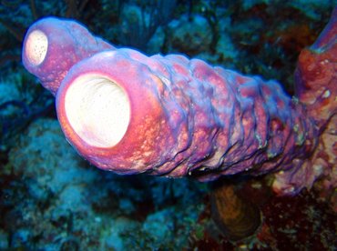 Stove-Pipe Sponge - Aplysina archeri - Turks and Caicos