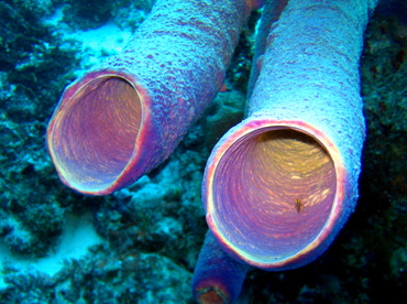 Stove-Pipe Sponge - Aplysina archeri - Bonaire