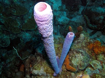 Stove-Pipe Sponge - Aplysina archeri - Bonaire