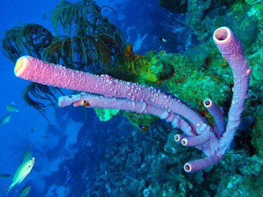 Stove-Pipe Sponge - Aplysina archeri - Bonaire