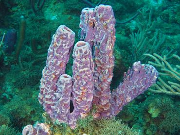 Stove-Pipe Sponge - Aplysina archeri - British Virgin Islands
