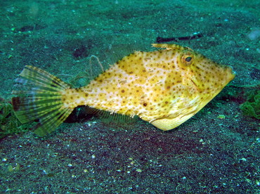 Strapweed Filefish - Pseudomonacanthus macrurus - Lembeh Strait, Indonesia