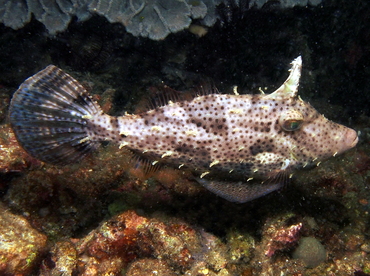 Strapweed Filefish - Pseudomonacanthus macrurus - Lembeh Strait, Indonesia