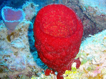 Strawberry Vase Sponge - Mycale laxissima - Little Cayman