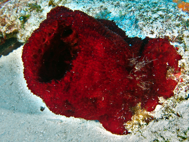 Strawberry Vase Sponge - Mycale laxissima - Cozumel, Mexico
