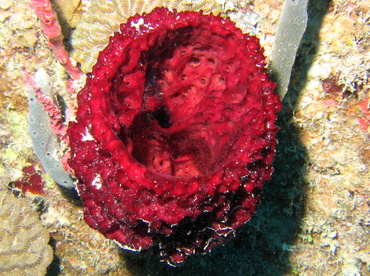 Strawberry Vase Sponge - Mycale laxissima - Roatan, Honduras