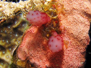 Strawberry Tunicate - Eudistoma sp. 2 - Roatan, Honduras