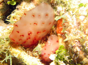 Strawberry Tunicate - Eudistoma sp. - Roatan, Honduras