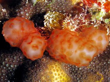 Strawberry Tunicate - Eudistoma sp. - Belize