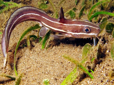 Striped Catfish - Plotosus lineatus - Dumaguete, Philippines