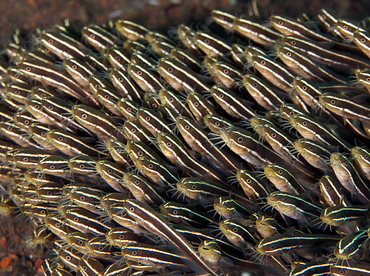 Striped Catfish - Plotosus lineatus - Bali, Indonesia