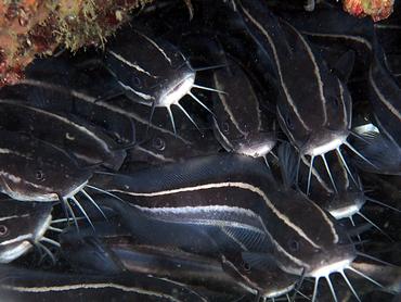 Striped Catfish - Plotosus lineatus - Komodo, Indonesia