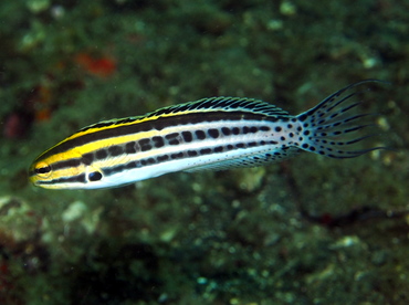 Striped Fangblenny - Meiacanthus grammistes - Lembeh Strait, Indonesia