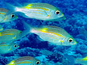 Striped Large-Eye Bream - Gnathodentex aureolineatus - Palau