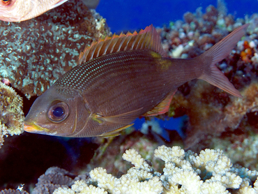 Striped Large-Eye Bream - Gnathodentex aureolineatus - Great Barrier Reef, Australia