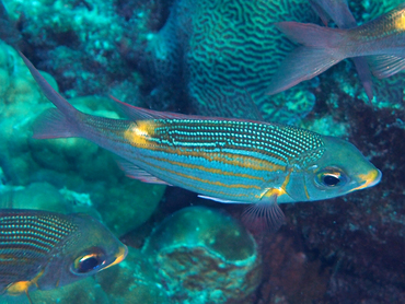 Striped Large-Eye Bream - Gnathodentex aureolineatus - Great Barrier Reef, Australia