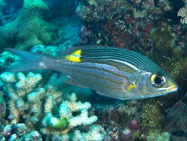 Striped Large-Eye Bream - Gnathodentex aureolineatus - Moorea, French Polynesia