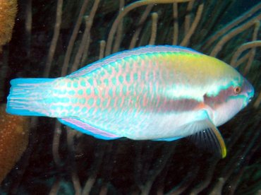 Striped Parrotfish - Scarus iserti - Bonaire