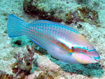 Striped Parrotfish - Scarus iseri - Grand Cayman