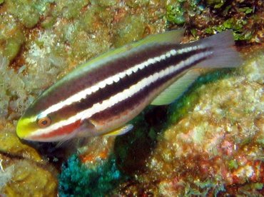 Striped Parrotfish - Scarus iserti - Roatan, Honduras
